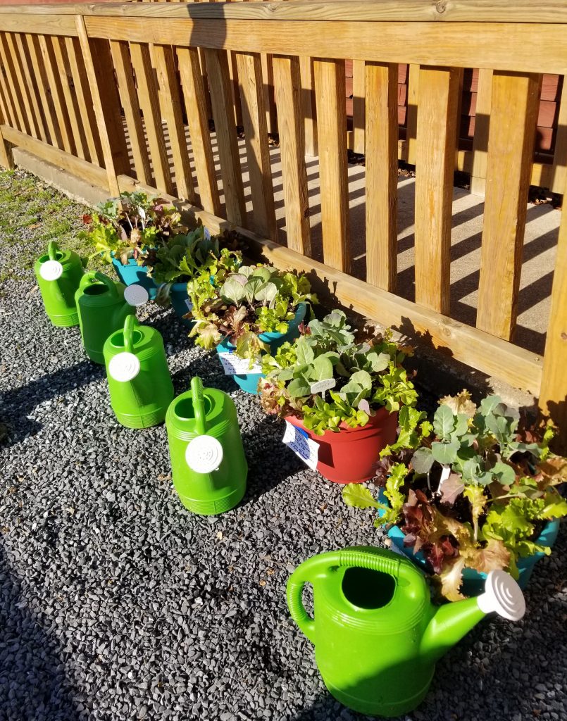 Container Gardens Donated to Food Pantry