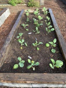 Cabbage Seedlings